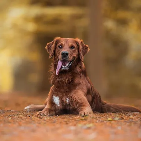 Hébergement de vacances Diemelblick Acht - Fuer 6 Personen Mit Sauna, Garten Und Dachterrasse - Waeschepakete Inklusive! *